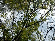 clara_005