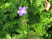 fanny_003
