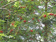 fanny_026
