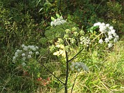 fanny_027