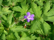 julie_004