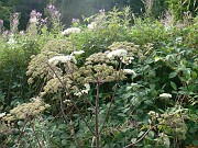 julie_005