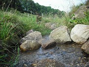 pauline_053