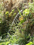 timothee_005