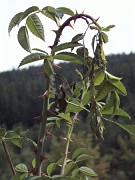 timothee_011