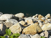 lise_125