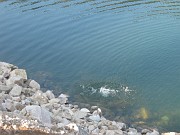 lucille_044