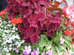 Alexane_021