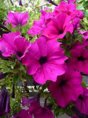 Alexane_026