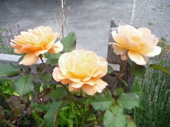 Alexane_030