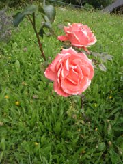 Amandine_050