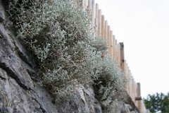 Amata_011