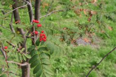 Amata_012