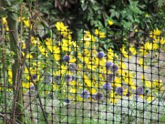 Guillaume_017