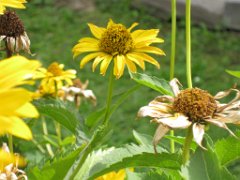 Helene_020