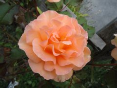 Julien_069