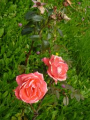 Lea_056