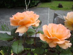 Leo_026
