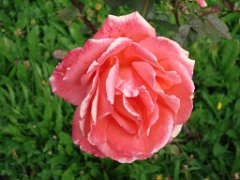 Loic_025