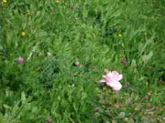 Loic_026
