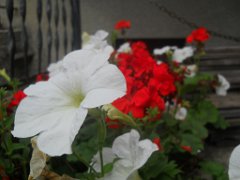 Lucas_019
