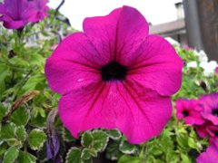 Malou_021