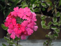 Malou_022