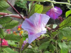 Martin_014