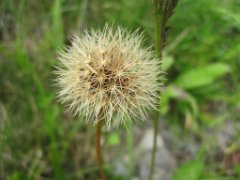 Martin_031