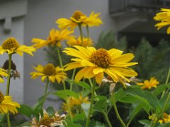 Noemie_032