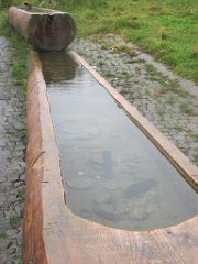 Gael_032