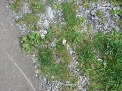 Gael_105
