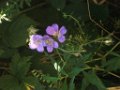 laura_055
