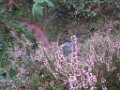 charlotte_035