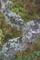 z_gael_r_027