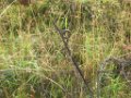 z_nadege_070