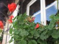 z_nadege_207