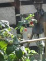 gael_w_119