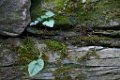 z_olivier_204