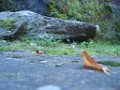 antoiner_264
