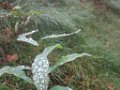 charlotte_036