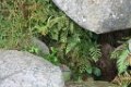 z_alexis_048