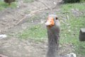 z_alexis_196