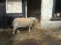 emilie_004