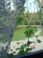 emilie_009