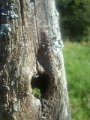 emilie_026