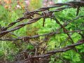 emilie_174