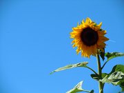 aaricia_014