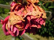 aaricia_023