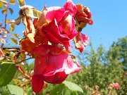 aaricia_024